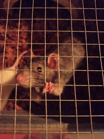 Ratas macho (Tucson)528368997521182721
