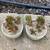 Othonna Capensis Ruby Necklace Succulent Plant, Upcycled Tea Set 8 thumbnail