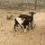 Sheep 1 thumbnail