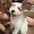 puppy 8 thumbnail
