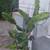 Rooted Dragon Fruit Plants (POT and Saucer NOT INCLUDED) 6 thumbnail