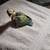 Baby lovebirds 5 thumbnail