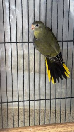 Periquitos Torquisine (San Diego)