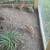 Jumbo Coturnix Quail 5 thumbnail