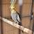 Male Cockatiel 1 thumbnail