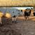 Beef cows 11 thumbnail