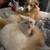 Missing male flame point Siamese cat 3 thumbnail