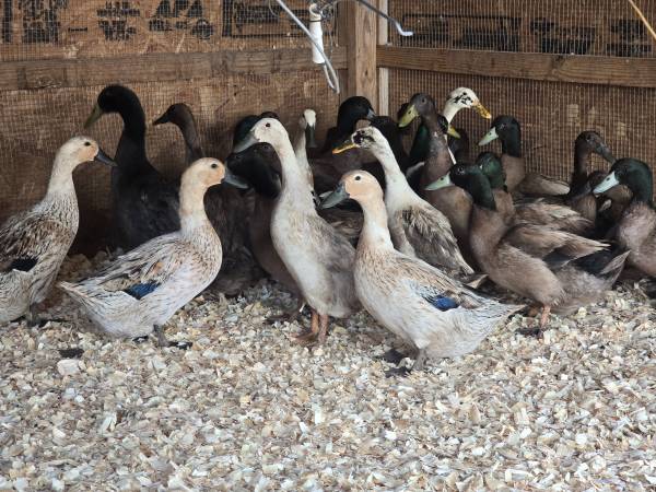 Indian runner  duckssome lay greenish eggs 1