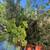 Fruit trees all kinds and sizes landscape bushes plants 12 thumbnail
