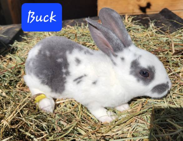 Standard Rex Rabbits (Jonesborough)64009055486593123