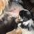 Dogs 3 thumbnail