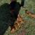 Mini dachshund puppies 6 thumbnail