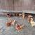 Chicken's for sale 16 and a roster cheap. 2 thumbnail