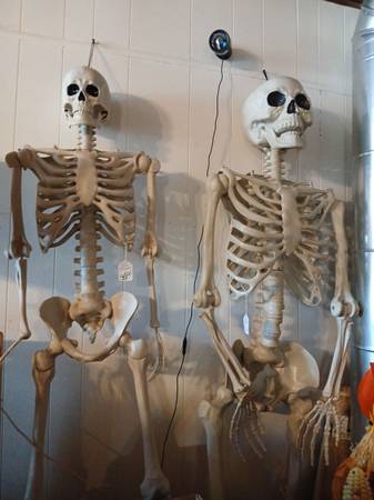 skeleton / skeletons 1
