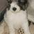 Standard poodle pup🩵🐩 4 thumbnail