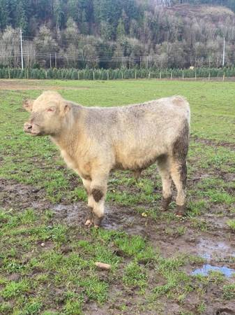 Beef Shorthorn Cows 1