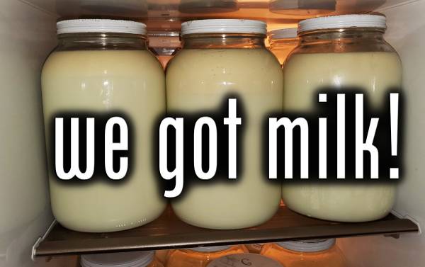 Raw Jersey Cow Milk for sale in Gallon Jars 1