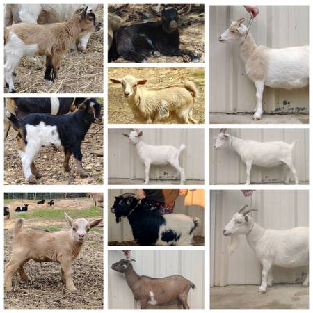 Goat starter herd 1