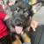 Rehoming German Shepherd/ Husky 1 thumbnail