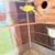 Indian ringneck 2 thumbnail