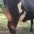 Calf 10 thumbnail