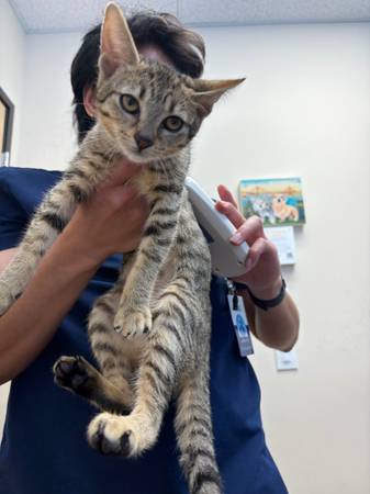Gato encontrado (Inner Sunset / UCSF)519758932063047681