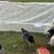 Australorp Roosters 9 thumbnail