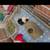 3 Guinea pigs with everything 5 thumbnail