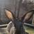 Flemish giant mix bunnies 4 thumbnail