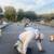 EPDM RUBBER 60 MIL ROOFING ROLLS ice house 10 X 50 WERE-- $1400.00 now 7 thumbnail