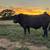 Black Angus Bulls 3 thumbnail