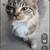 Found cat 2 thumbnail