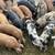 Feeder Pigs 3 thumbnail