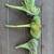 Rare mermaid tails (succulent) CUTTINGS & ROOTINGS 1 thumbnail