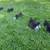 Ducks 5 thumbnail