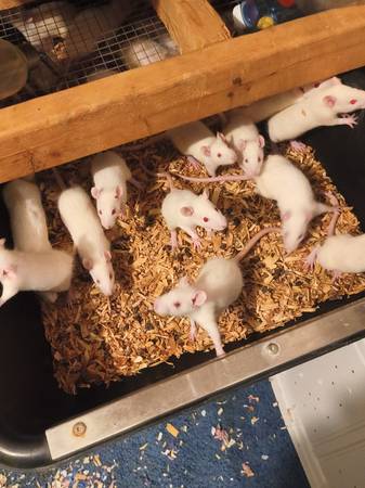 Rodents 1