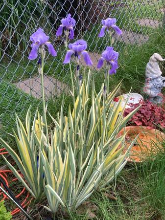 $850 / 4br - 144ft2 - Furnished room in beautiful home - Available 9/15 (NE Portland - West Gresham area)63831681427201124
