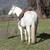 PERCHERON QH GELDING 5 thumbnail