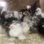 Attention 4H, Bantam Cochins 1 thumbnail