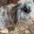 Holland Lop male bunny 2 thumbnail
