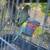 Parrot 6 thumbnail