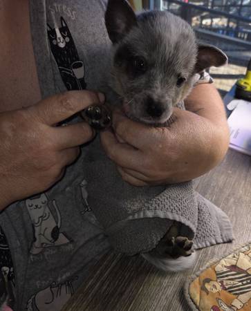 Heeler Rehoming 1