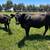 Steer ~1,100 Lbs 2 thumbnail