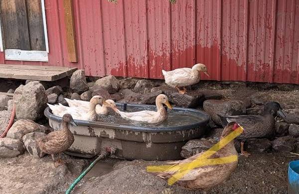 young DUCKS 1