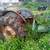 Ford 2000 farm tractor, runs good 3 thumbnail