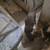 Rehoming 3 puppies no fee 4 thumbnail
