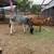 Mini Zebu cows 6 thumbnail