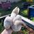 Pullets and chicks 3 thumbnail