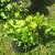 Mint plants 2 thumbnail