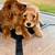 Goldendoodle puppy 4 thumbnail